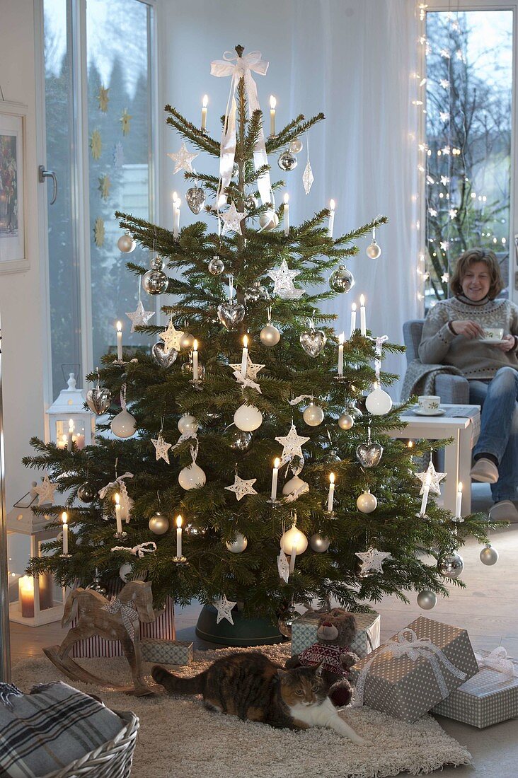 Abies nordmanniana (Nordmann fir) decorated with white balls