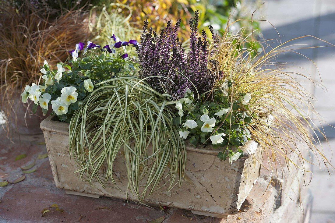 Terracotta-Kasten bepflanzt mit Carex 'Supergold' (Buntsegge), Viola