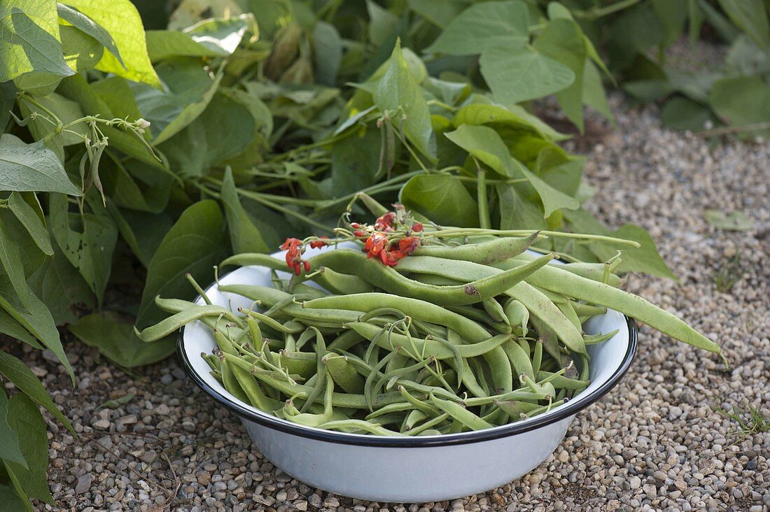 Freshly picked fire beans (Phaseolus) in bowl