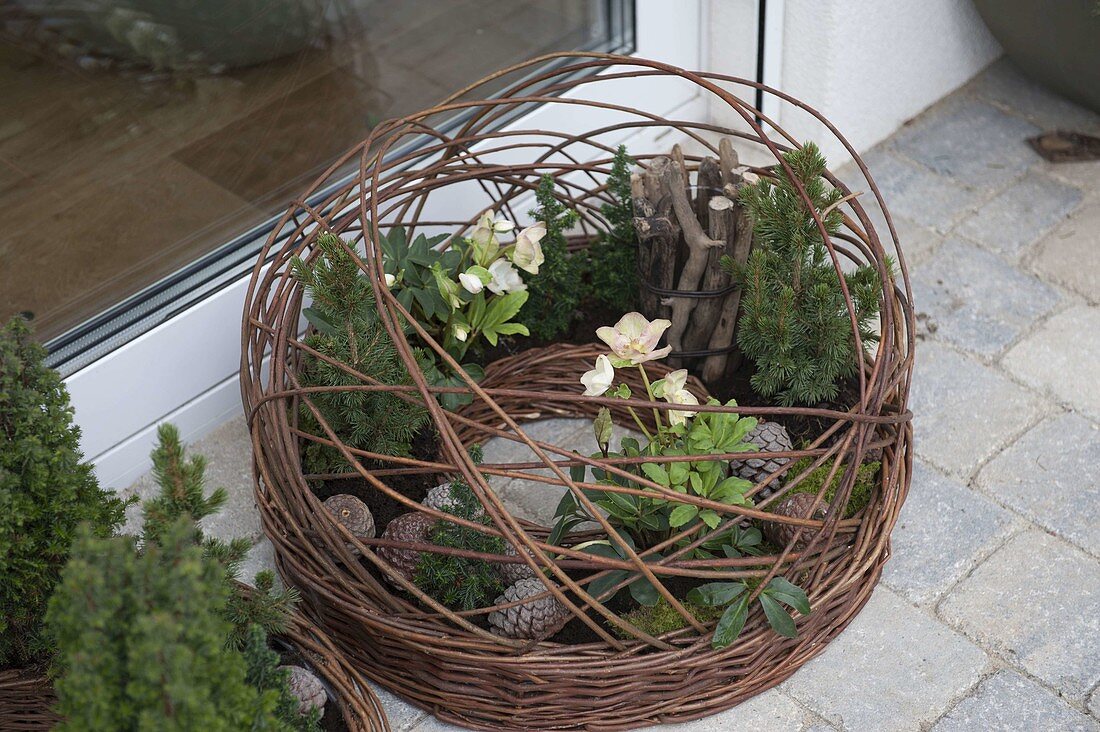 Willow ring planted with Christmas roses and conifers