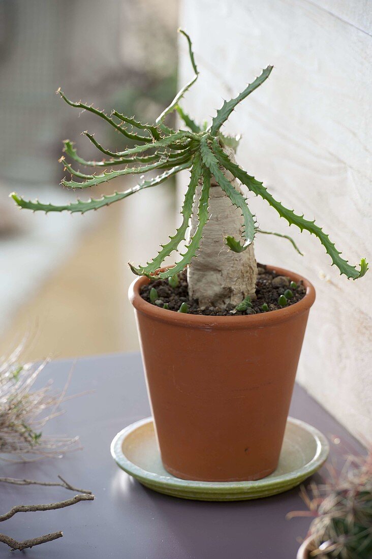 Euphorbia stellata 'South African Pride' (spurge)