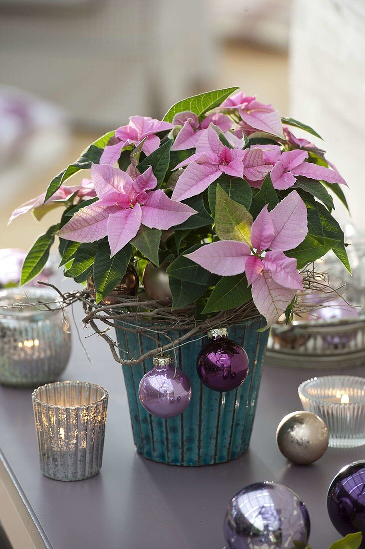 Euphorbia pulcherrima (Poinsettia) decorated with twigs and baubles