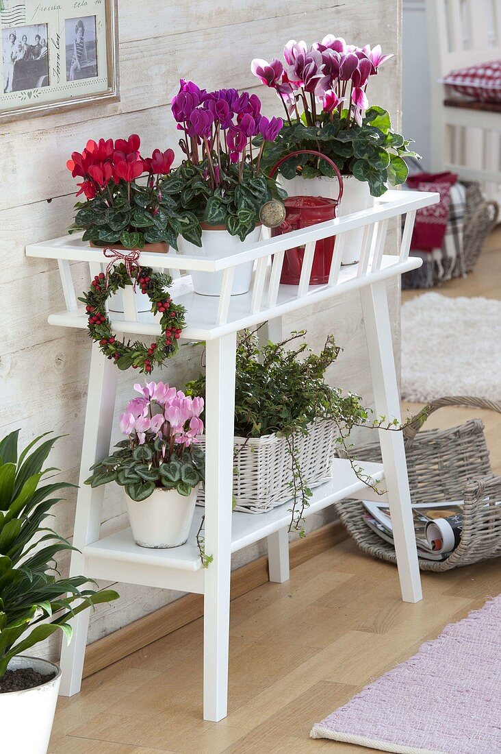 Flower bank with Cyclamen (cyclamen) and Hedera (ivy)