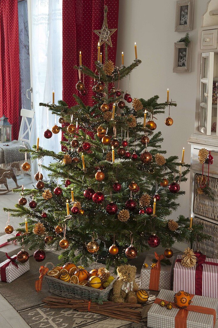 Abies nordmanniana (Nordmann fir) decorated as Christmas tree