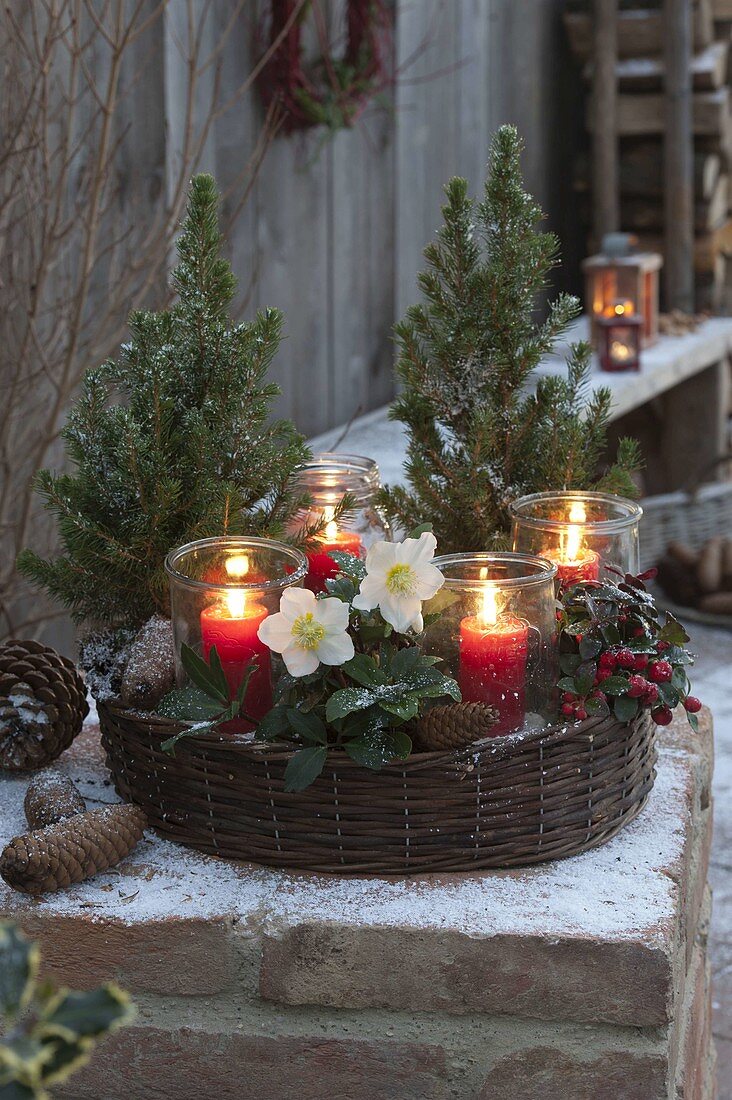 Planting ring made of willow as Advent wreath with Helleborus, Gaultheria