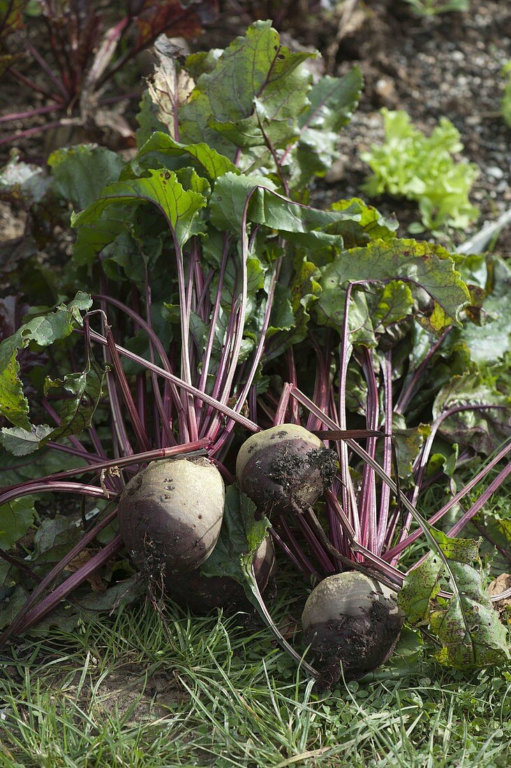 Freshly harvested beetroot (Beta vulgaris) in the bed