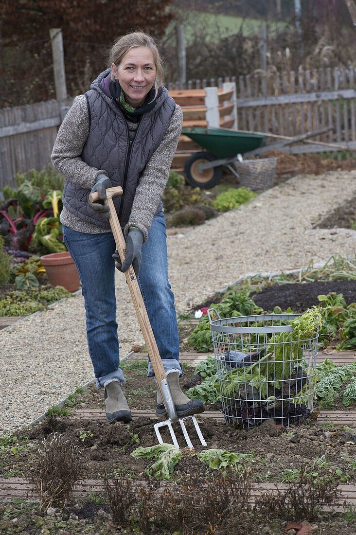 Woman digging out the last vegetables and cleaning the bed