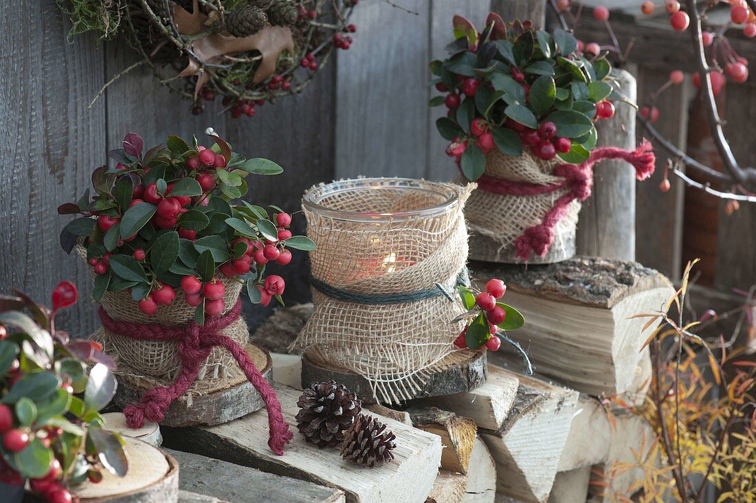 Gaultheria procumbens (pear berry) in pots with plucking ribbon