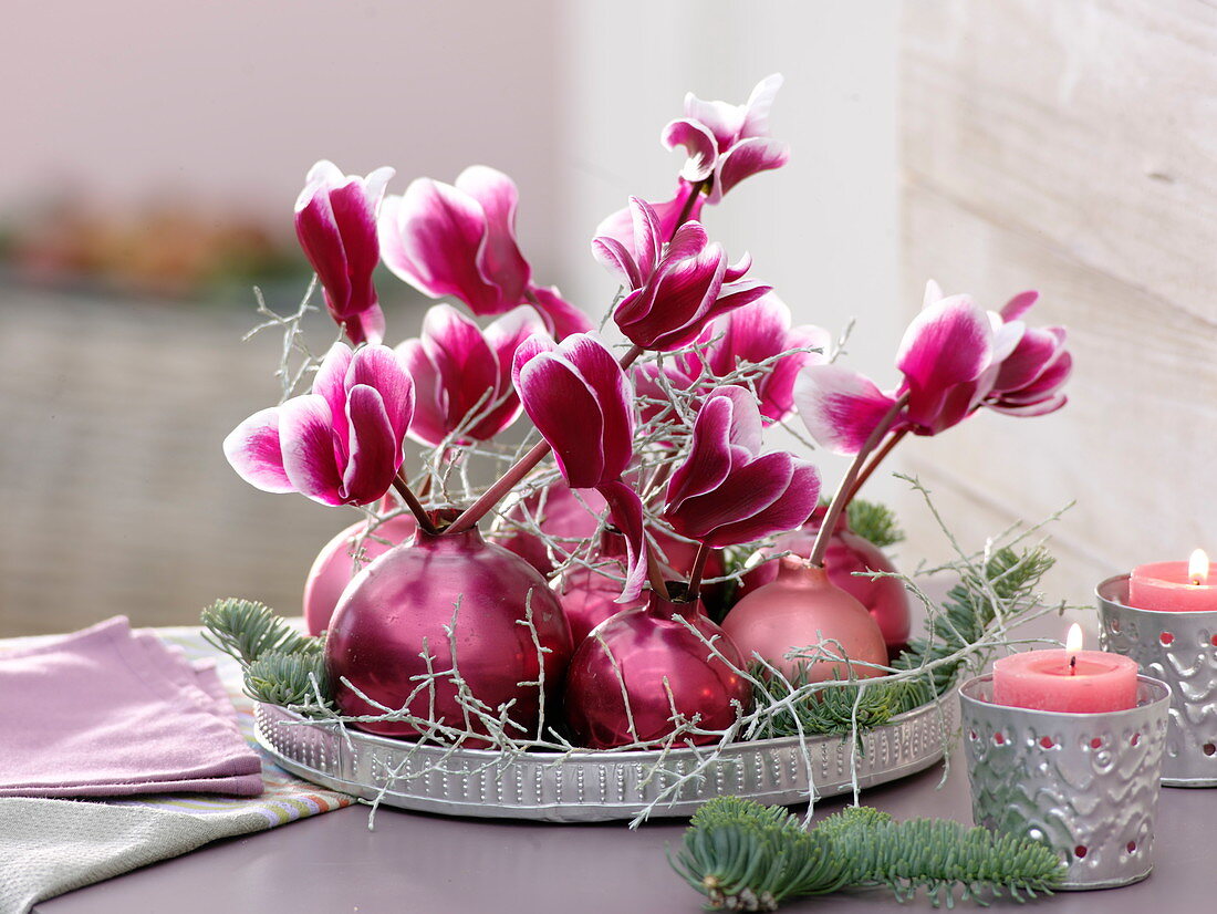 Cyclamen and Calocephalus