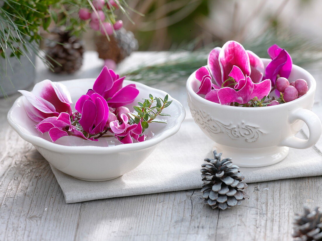 Pink cyclamen (cyclamen) flowers, branches with berries