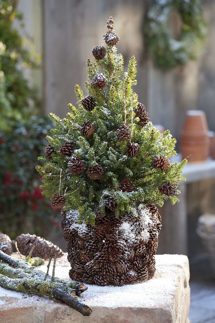 Create your own planter with moss and pine cones (3/3)