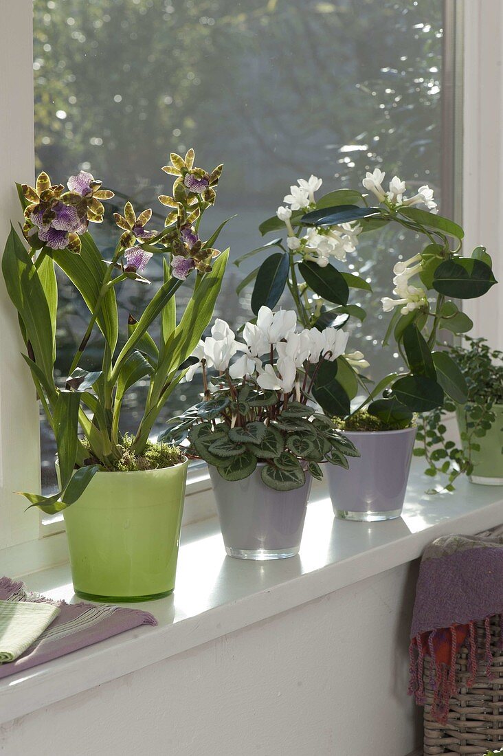 Scented plants at the window: Zygopetalum, Cyclamen (cyclamen)