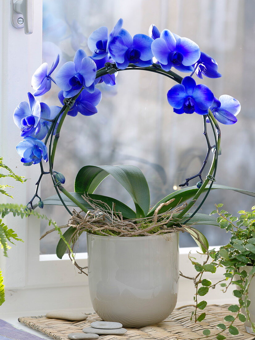 Phalaenopsis 'Royal' (Malay flower, butterfly orchid)