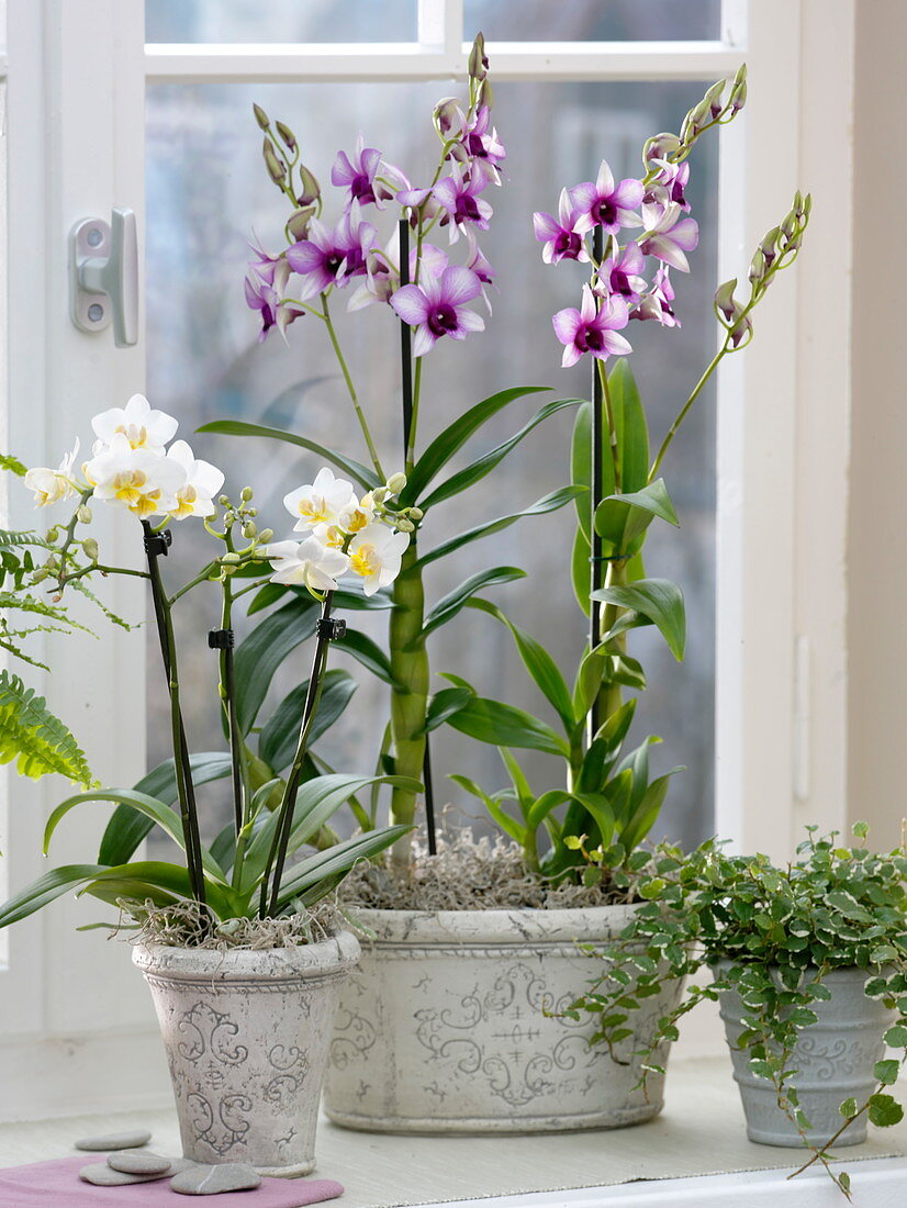 Dendrobium 'Polar Fire', Phalaenopsis (orchids), Ficus pumila 'Sunny' (orchids)