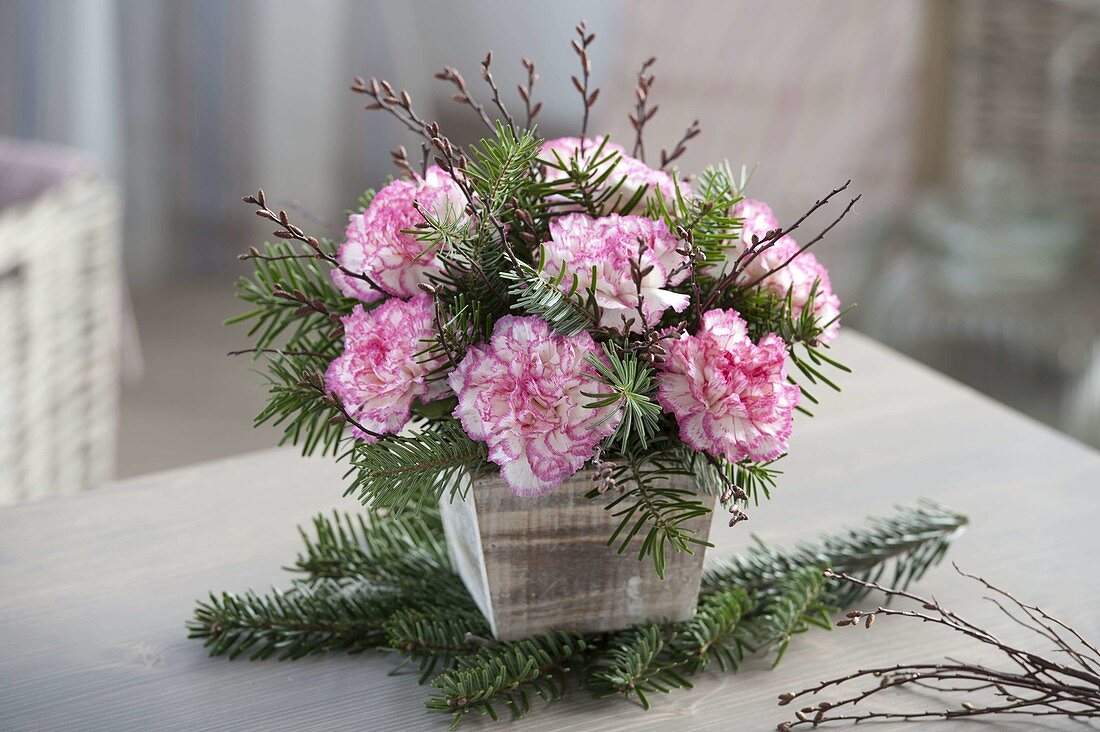 Winter bouquet of Dianthus 'Fantasy' (carnations), Abies nordmanniana