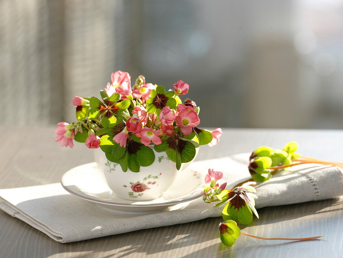 Bouquet of flowering Oxalis deppei (Lucky Clover) in cup