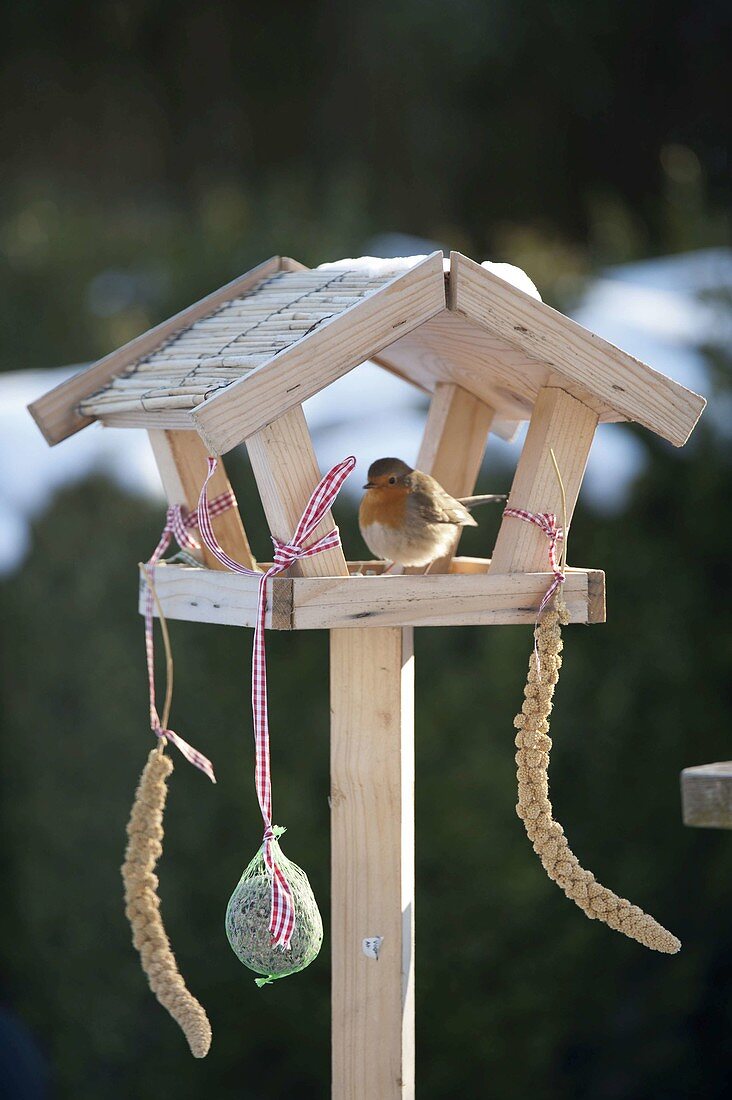 Small Birdseed House with Robins (Erithacus rubecula)