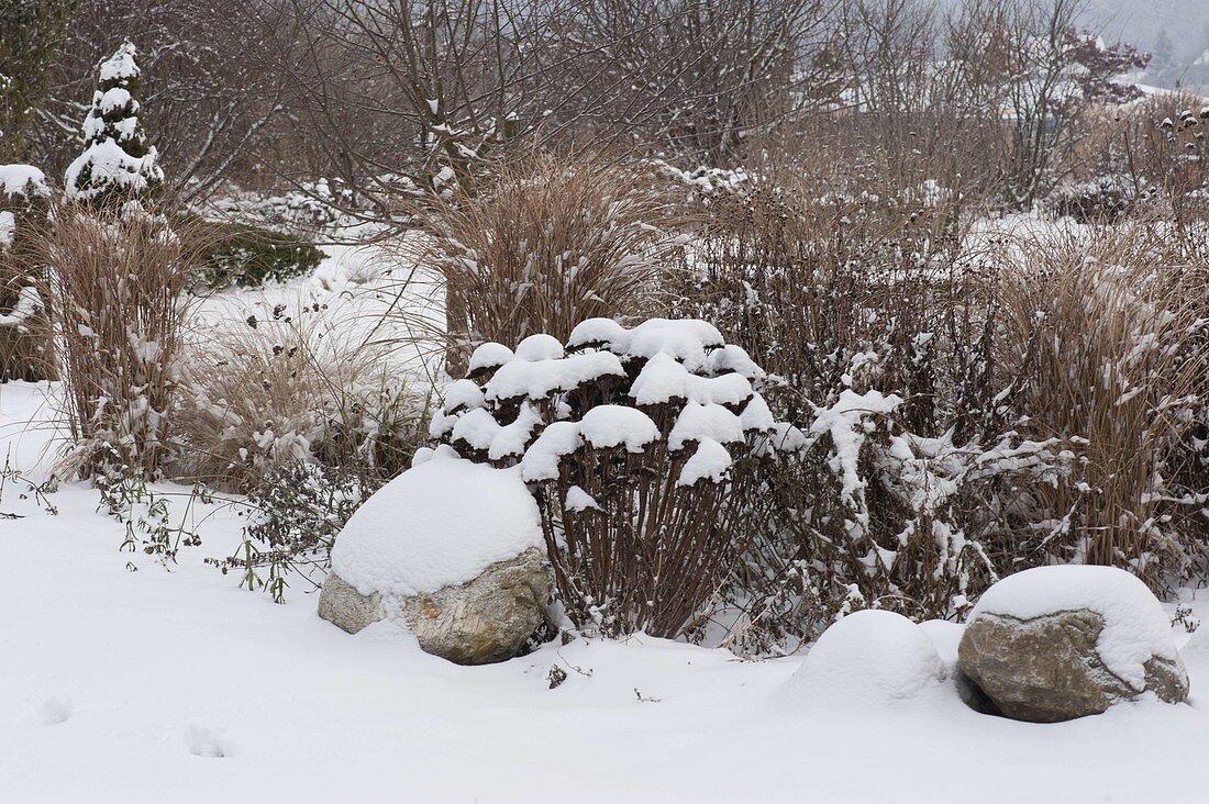 Snowy bed with perennials, grasses and natural stones