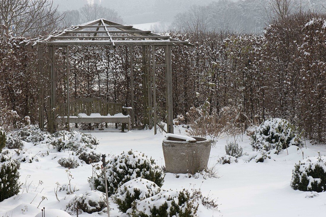 Snowy rose garden, wooden pavilion with bench