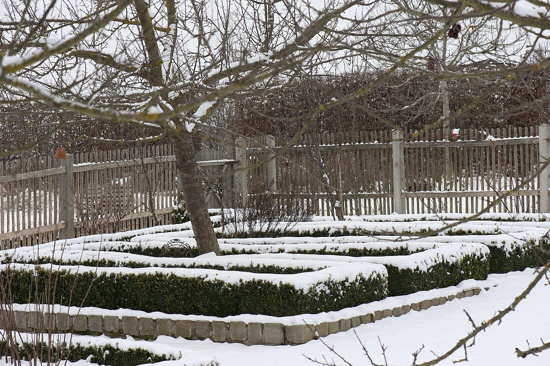 Snowy cottage garden, flower beds bordered with Buxus (Box)