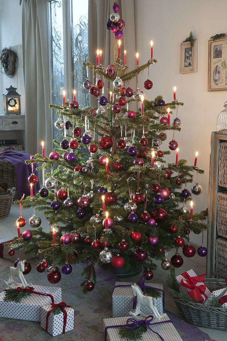 Picea pungens (Norway spruce) decorated with red, purple and silver baubles