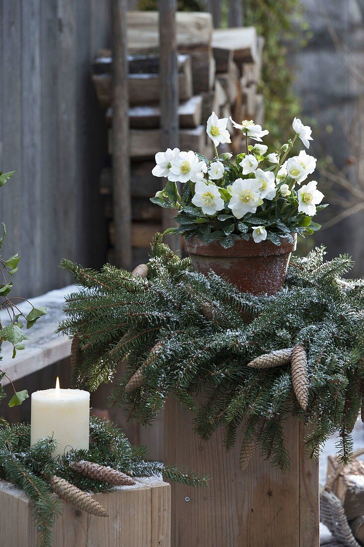 Pot with Helleborus niger (Christmas rose) in a wreath of Picea omorica