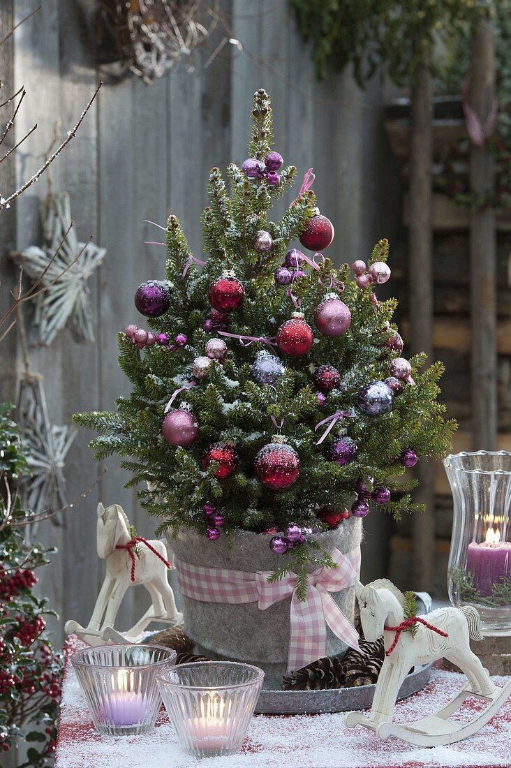 Picea abies 'Will's Zwerg' decorated as a Christmas tree