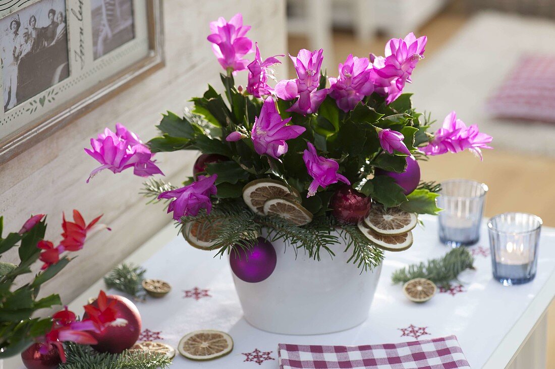 Schlumbergera (Christmas cactus) decorated for Christmas