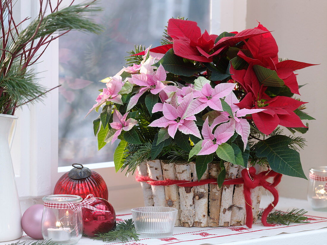 Euphorbia pulcherrima 'Princettia Pink' und 'Cortez Red' (Weihnachtssterne)