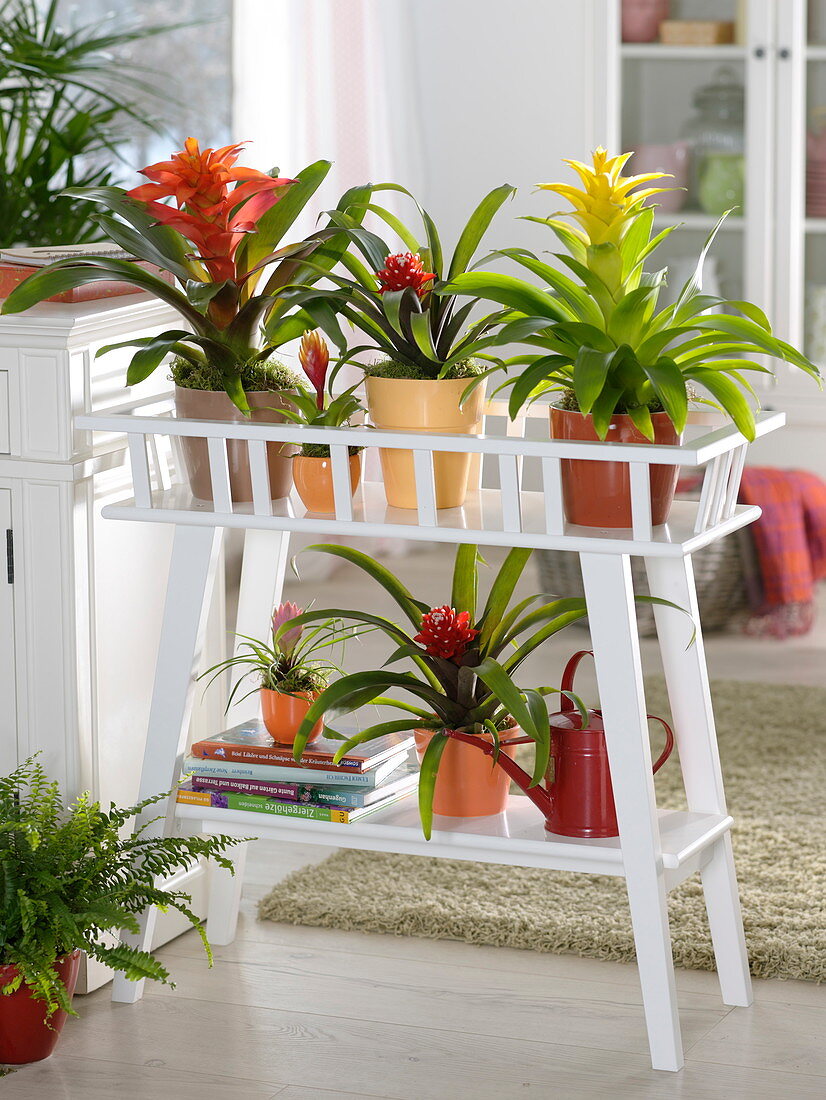 Guzmania, Vriesea and Tillandsia (Bromeliad) on flower stand