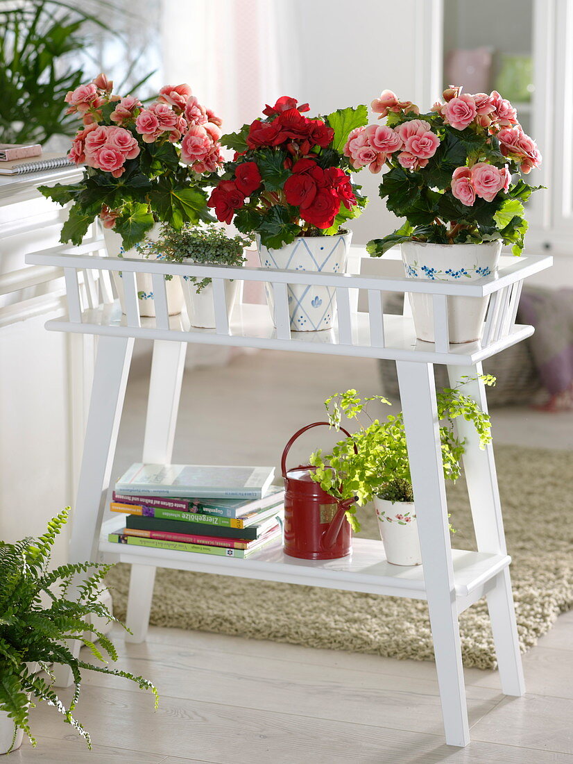 Begonia elatior (begonia) on a flower stand