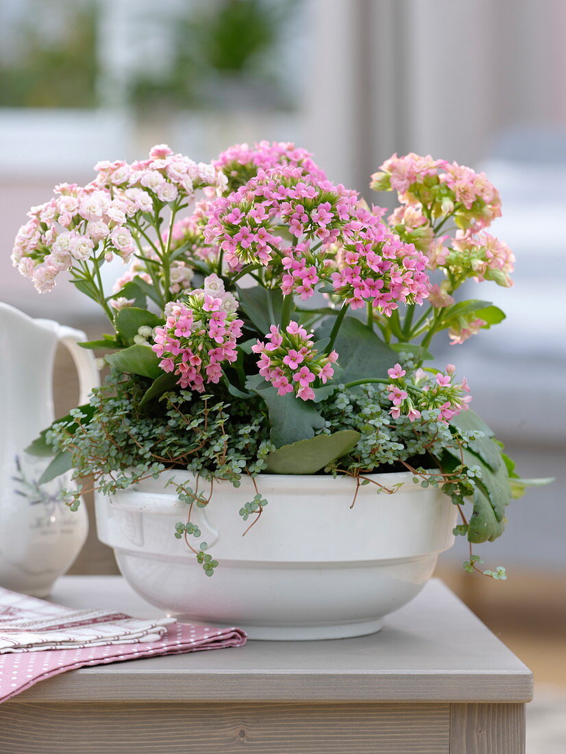 Kalanchoe 'Calandiva' (Flamingo) in soup tureen