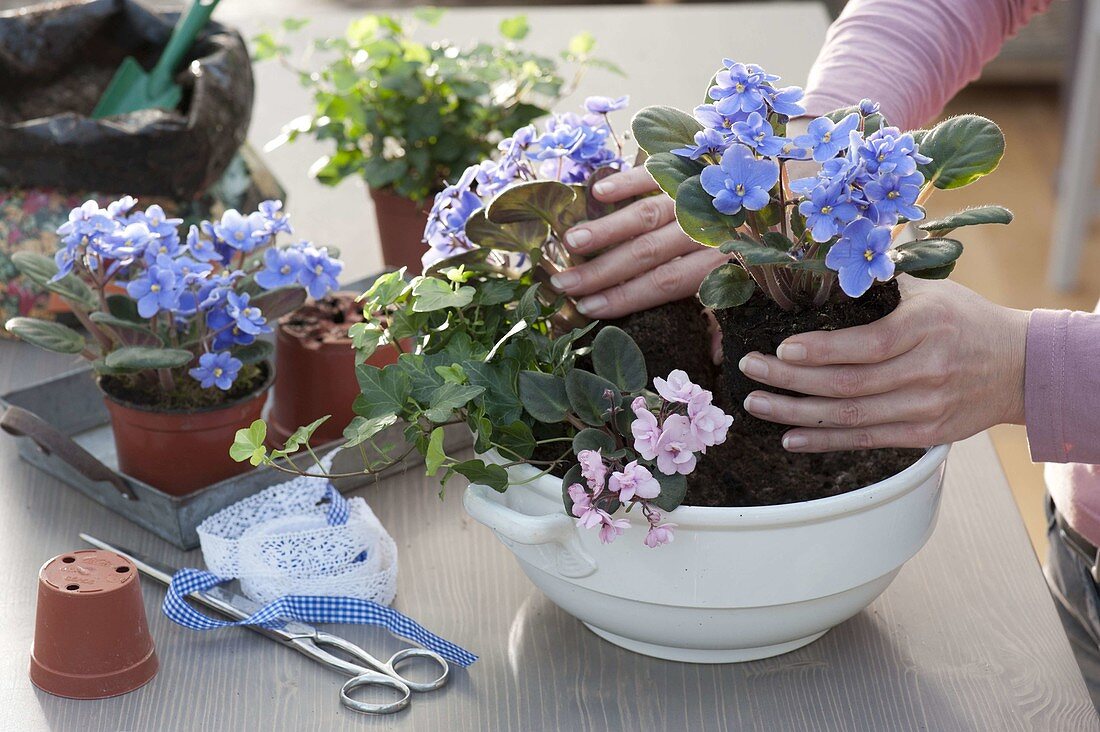 Soup tureen planted with African violets (1/2)