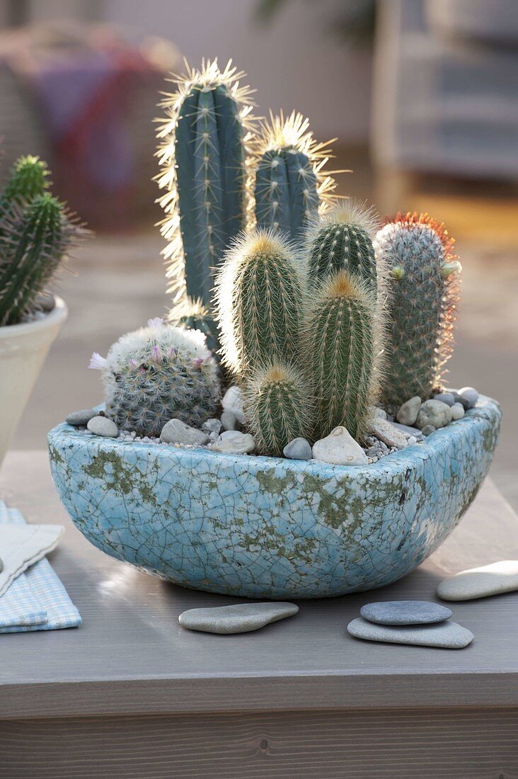 Planting cactus tray 2/2