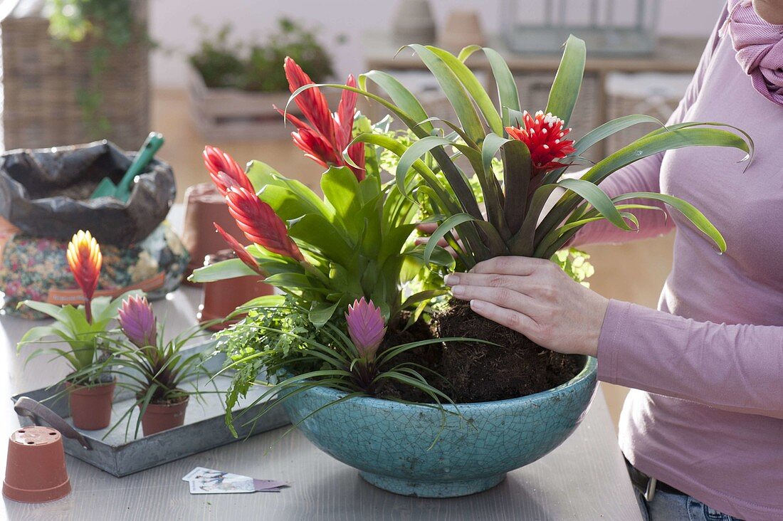 Planting a bowl with bromeliad (1/2)
