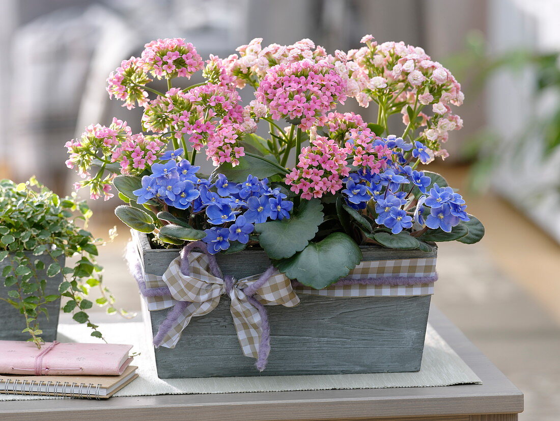 Wooden box with Kalanchoe 'Calandiva' (flaming catkins)