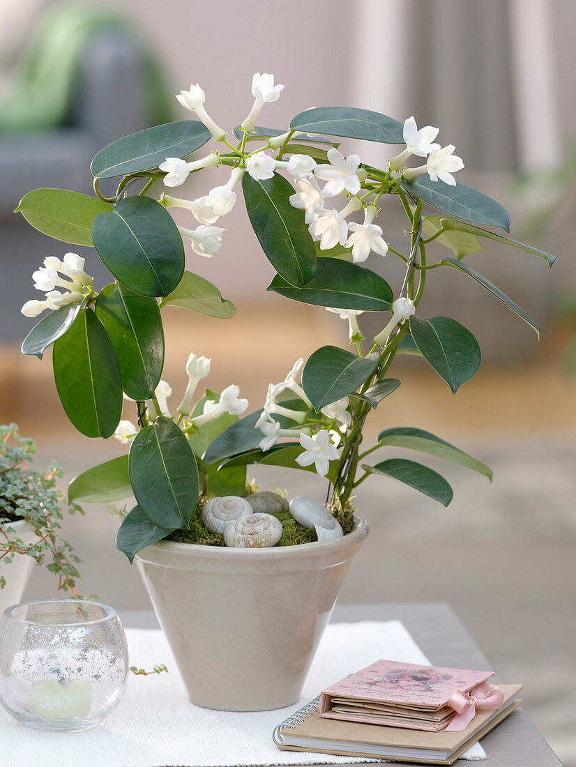 Stephanotis floribunda (Kranzschlinge) dekoriert mit Schneckenhäusern