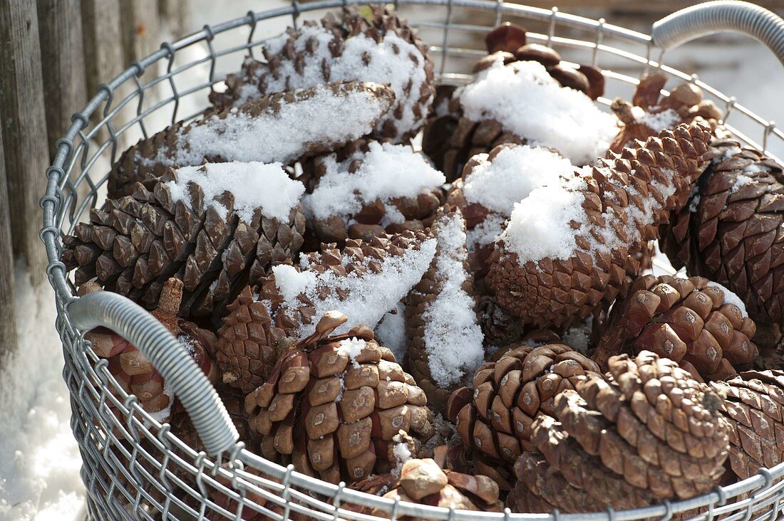 Wire basket with Pinus and Picea cones covered in snow