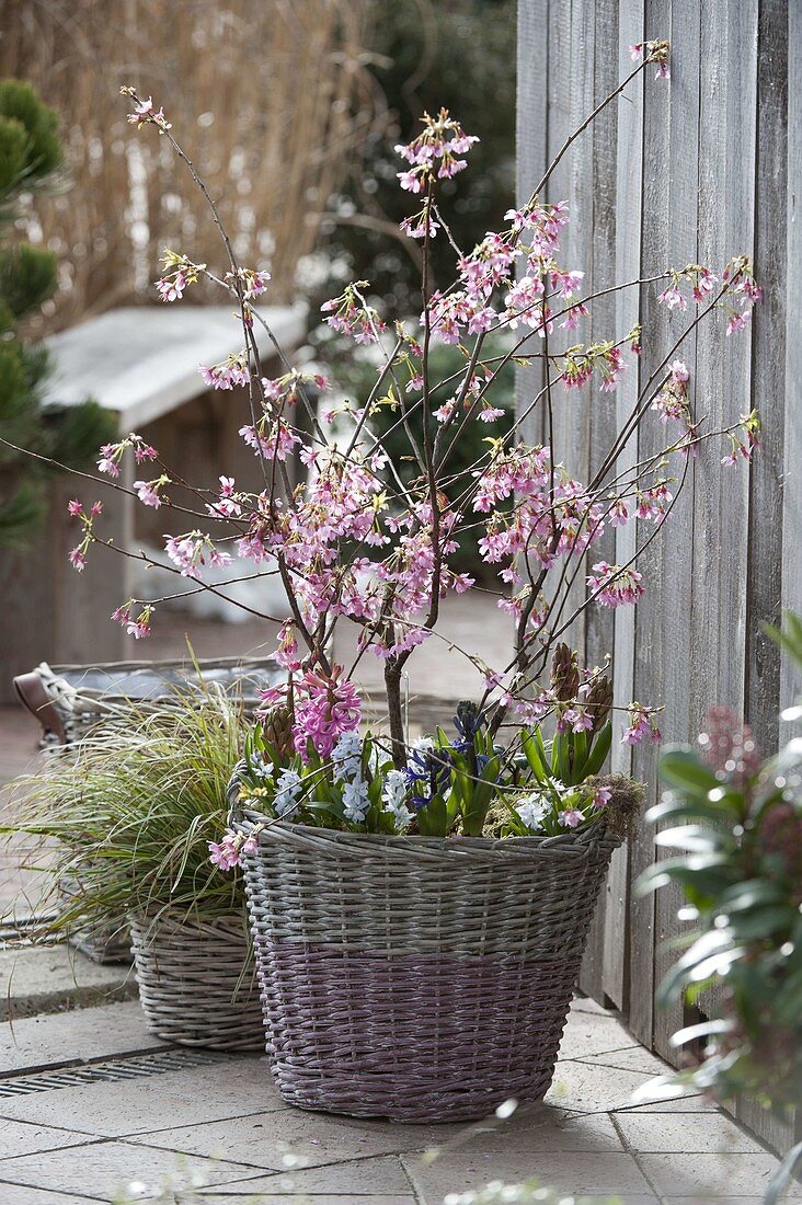 Prunus incisa 'Oshidori' (Zwerg-Zierkirsche), Scilla (Blausternchen)