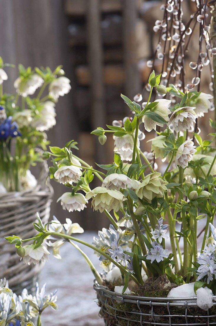 Helleborus orientalis 'Cindarella', Scilla