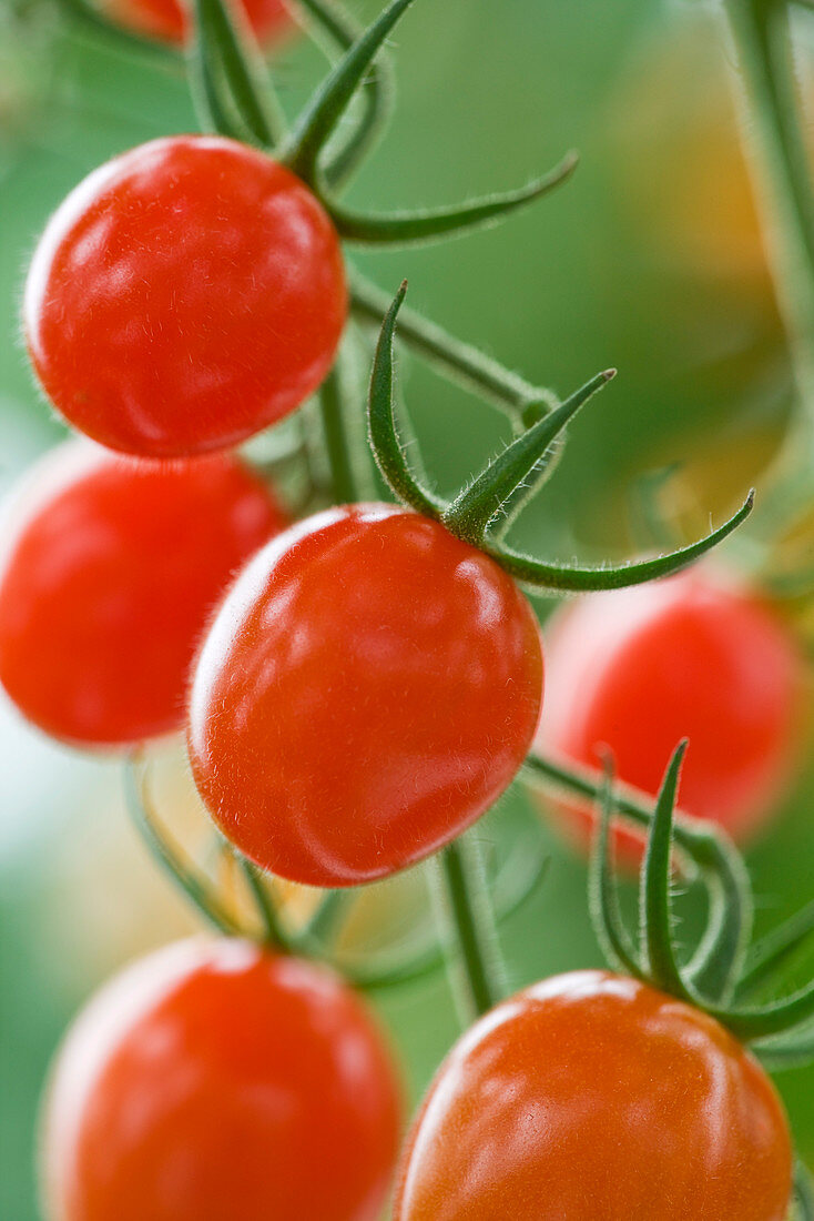 Nahaufnahme der roten Tomate 'Jelly Bean Hybrid