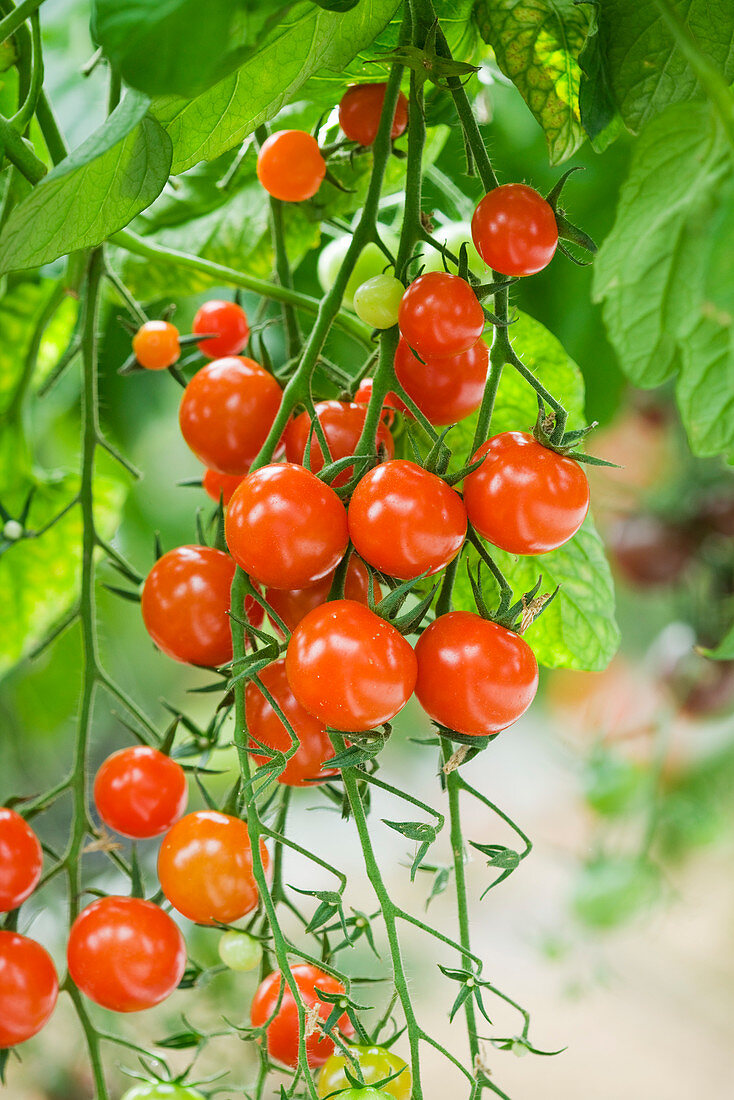 Nahaufnahme der Tomaten 'Conchita'