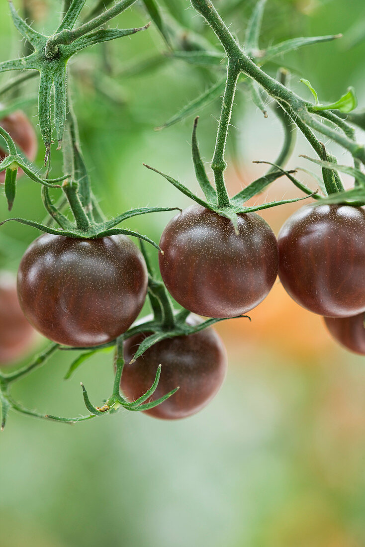 Nahaufnahme der Tomate 'Chocolate Cherry'