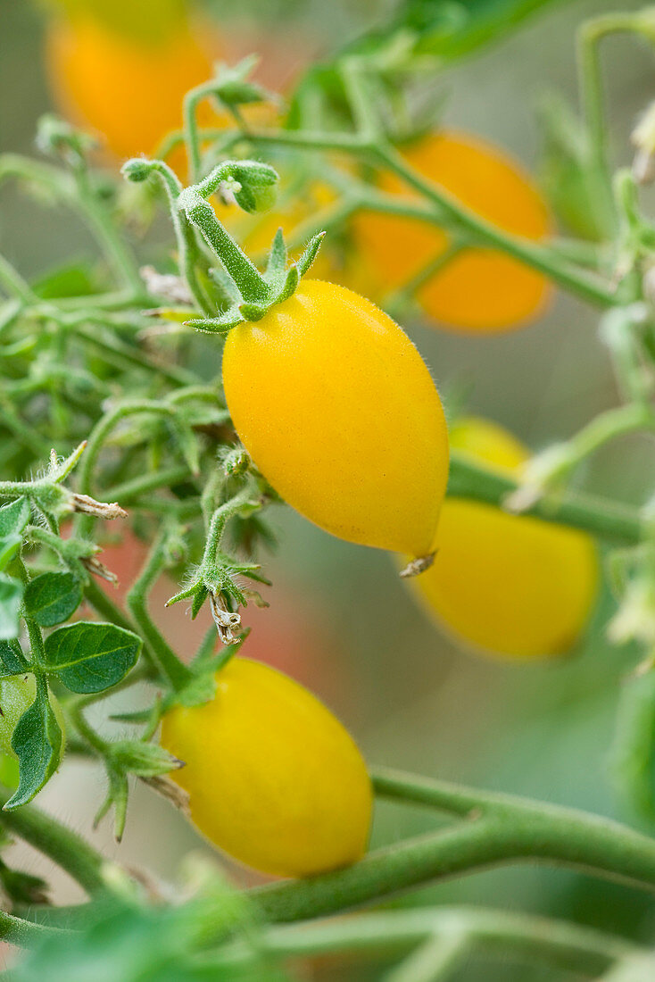 Nahaufnahme der gelben Tomate 'Ildi'