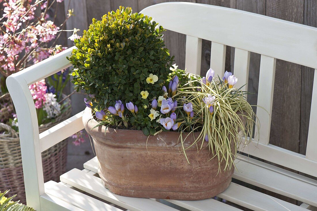 Winterproof terracotta trough with box and crocus 2/2