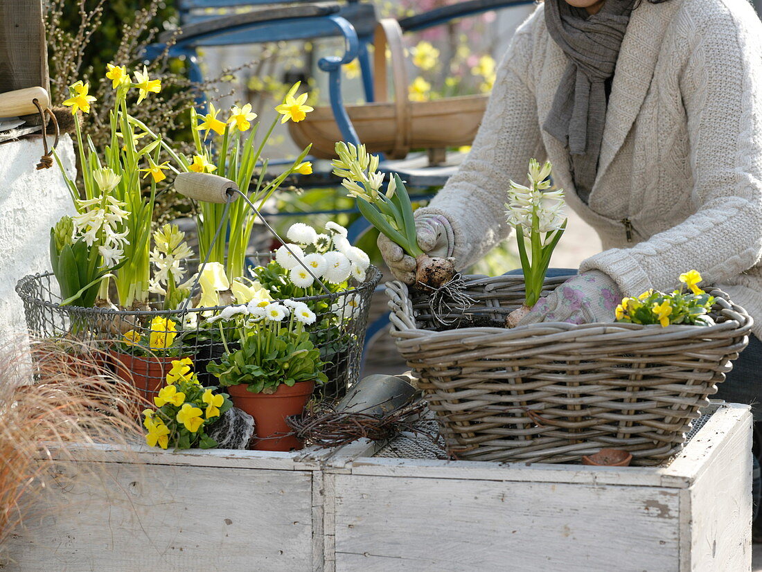 Woman planting yellow and white spring basket (2/3)