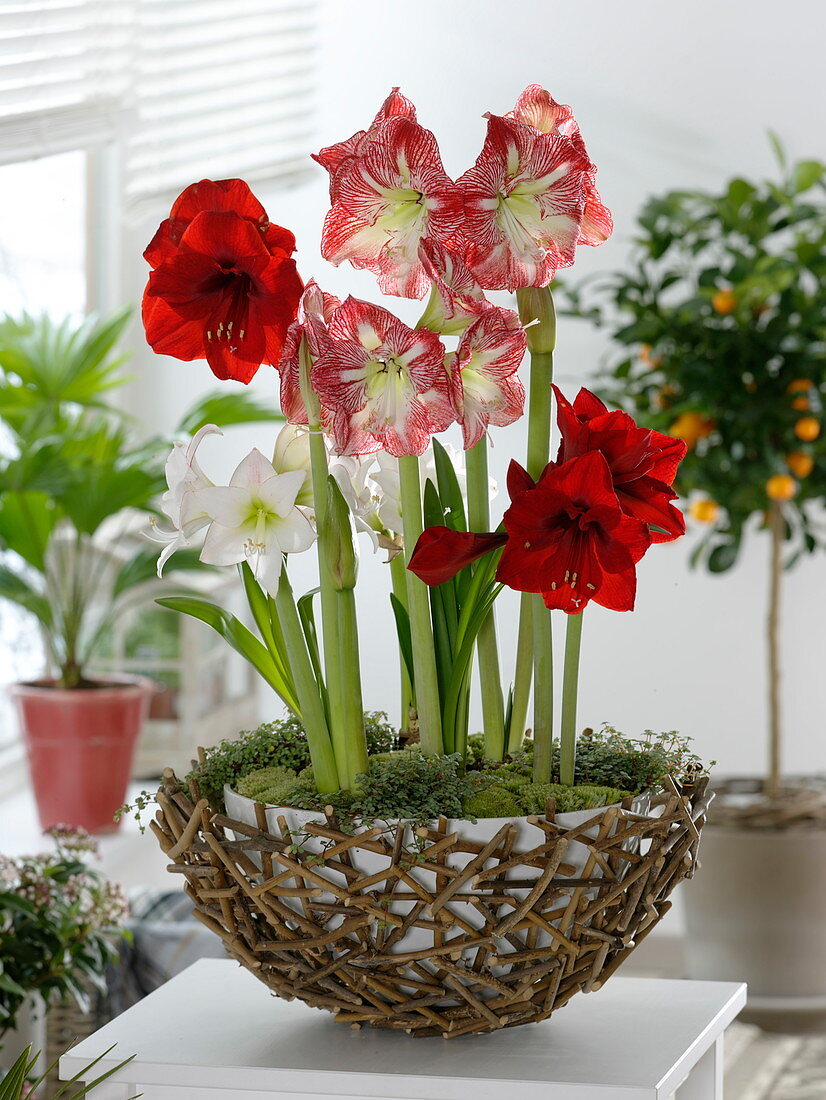 Hippeastrum 'Picotee' weiß, 'Minerva' rot-weiß, 'Liberty' rot (Amaryllis)