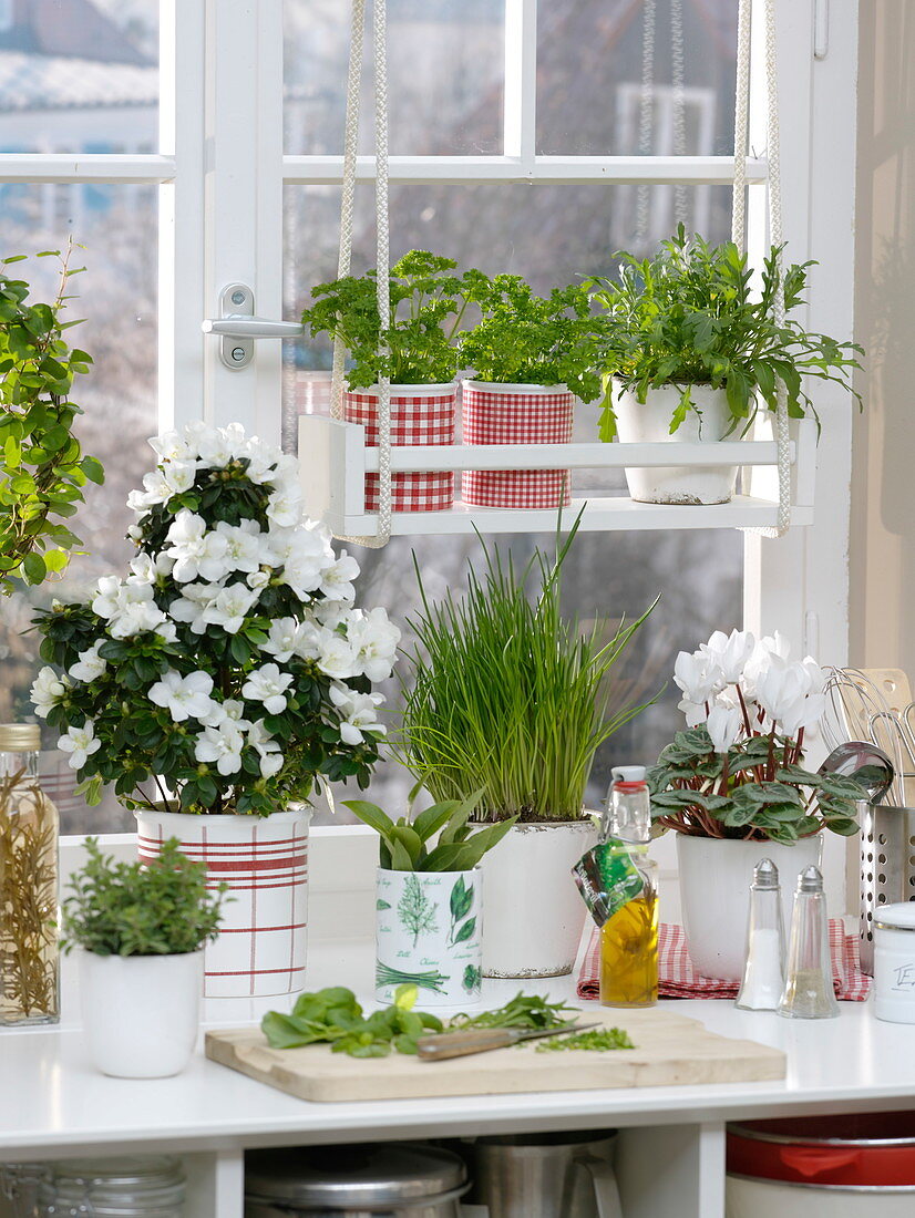 Winter window with herbs, Rhododendron simsii 'Fabienne'