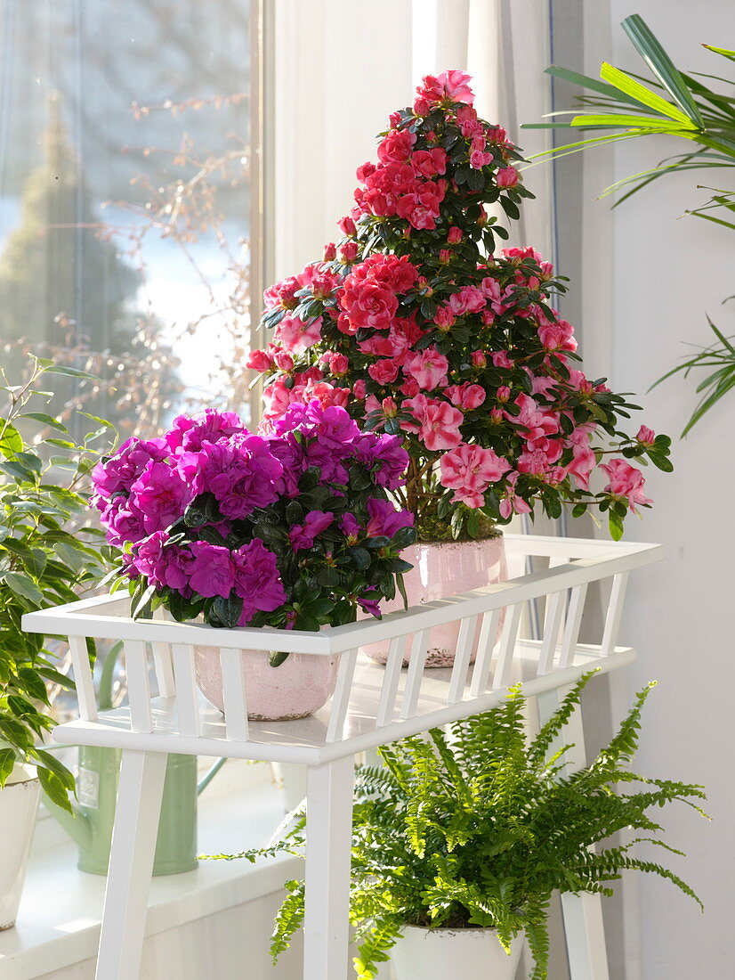 Rhododendron simsii (indoor azaleas), Nephrolepis (sword fern)