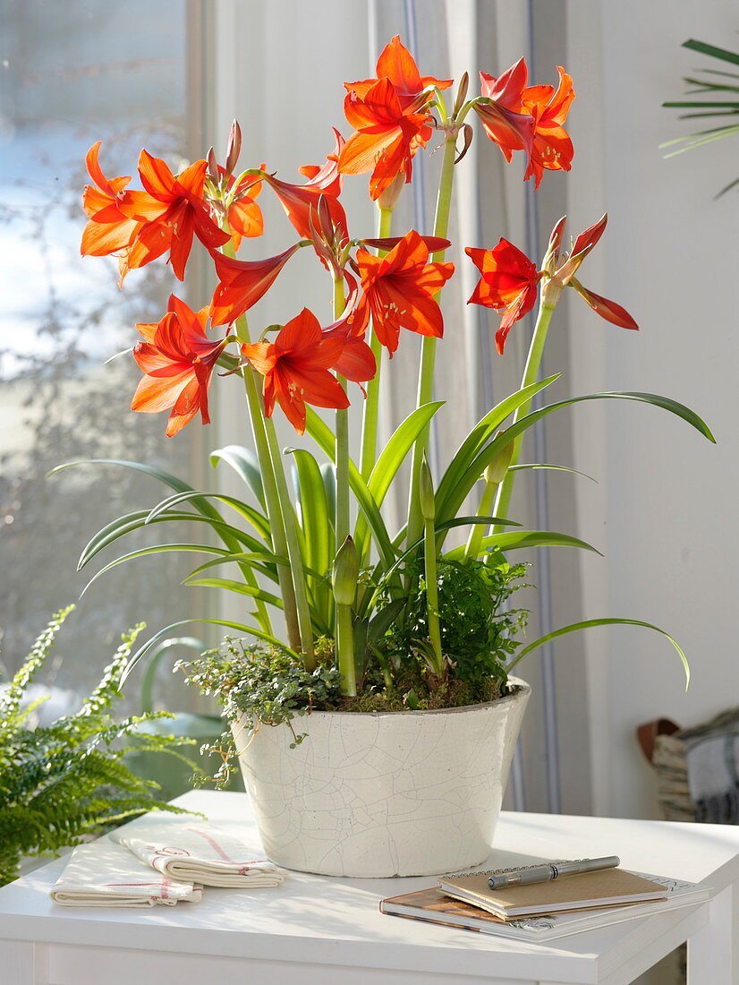 Hippeastrum vittatum 'Hummingbird' with pilea